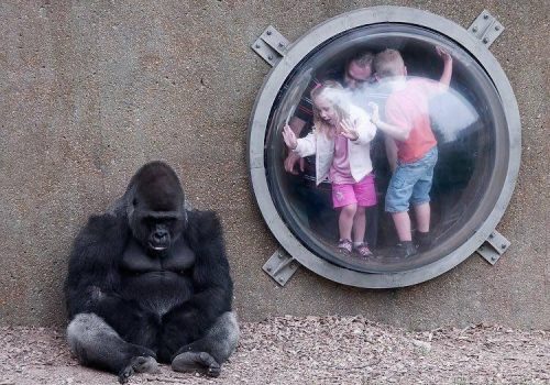 گوریل غمگین و کودکان هیجان زده در باغ وحش